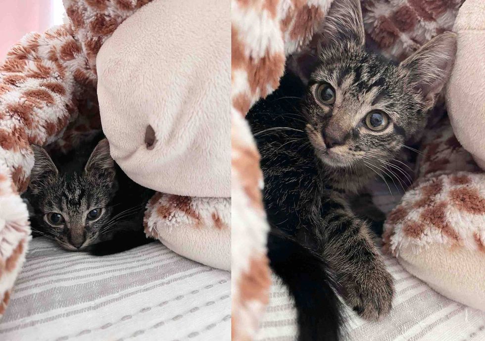 tabby kitten snuggle toy