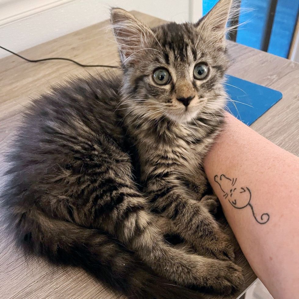 tabby kitten snuggles