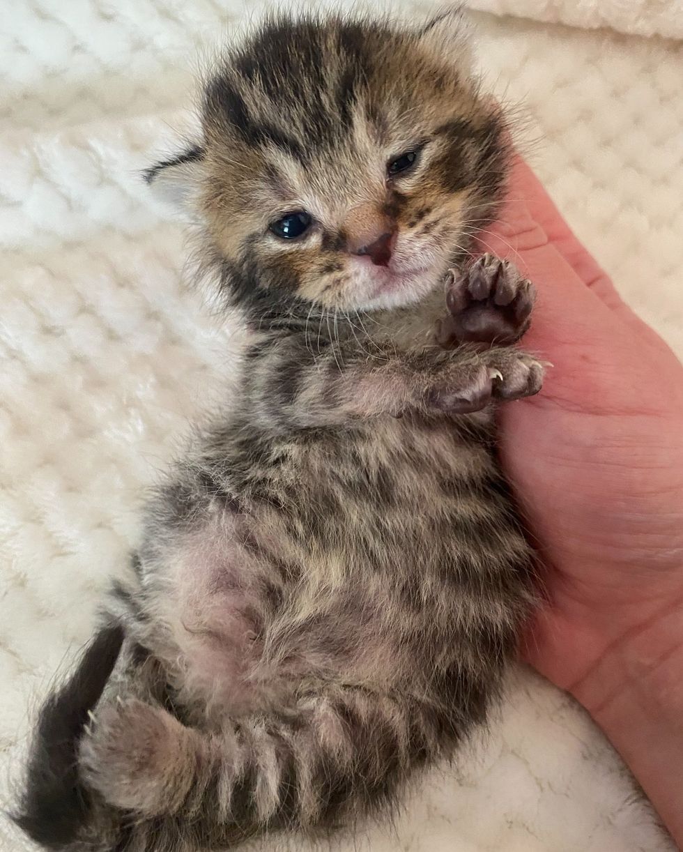 tabby kitten snuggly