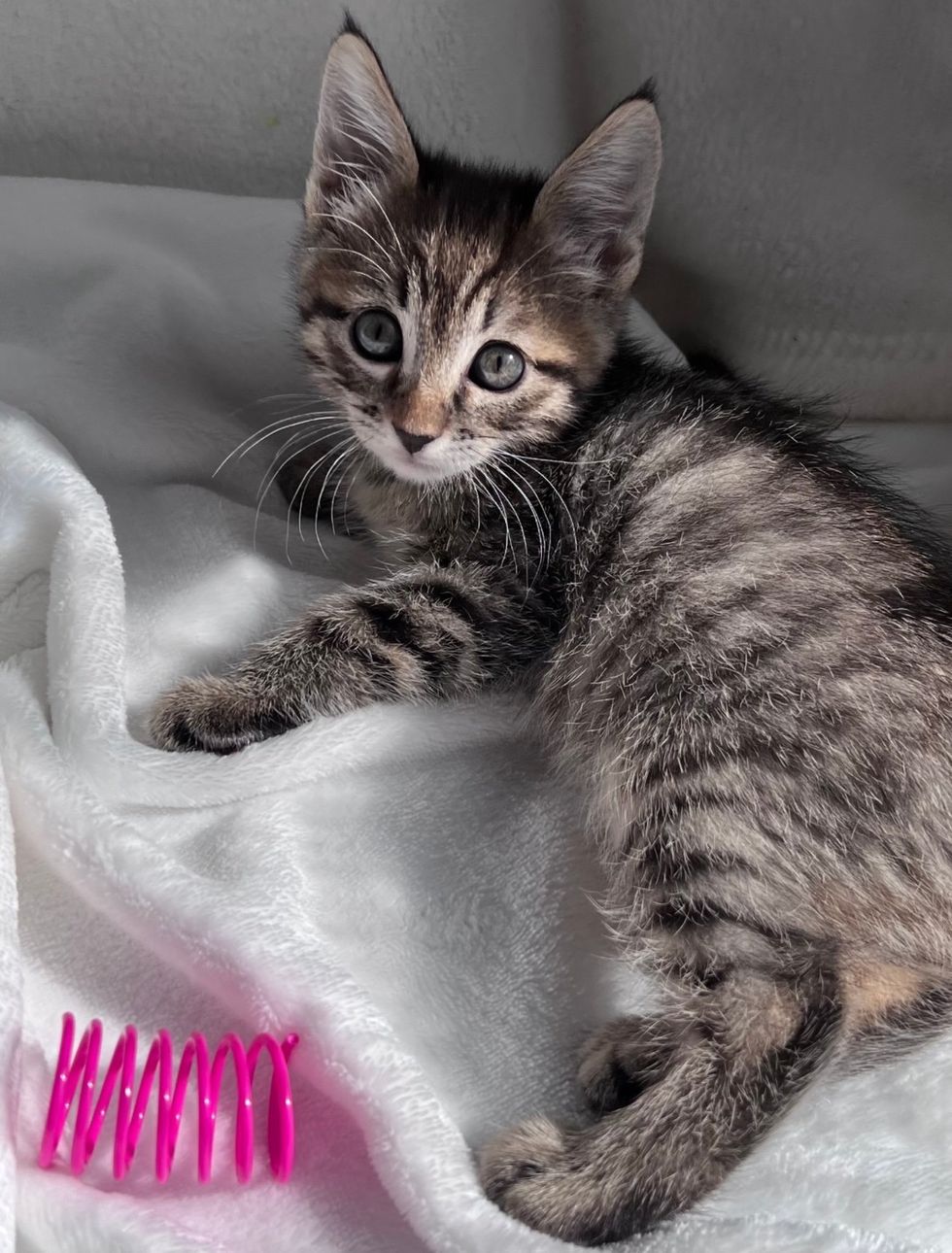 tabby kitten snuggly