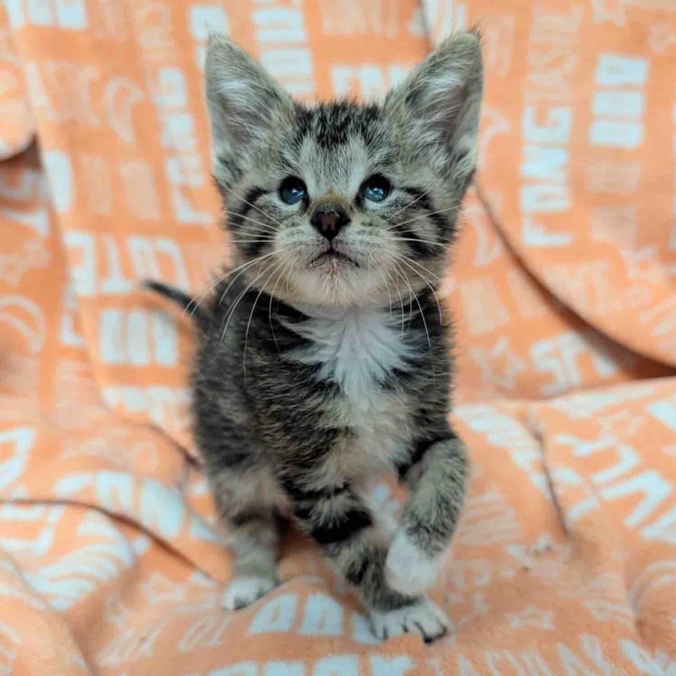 tabby kitten special