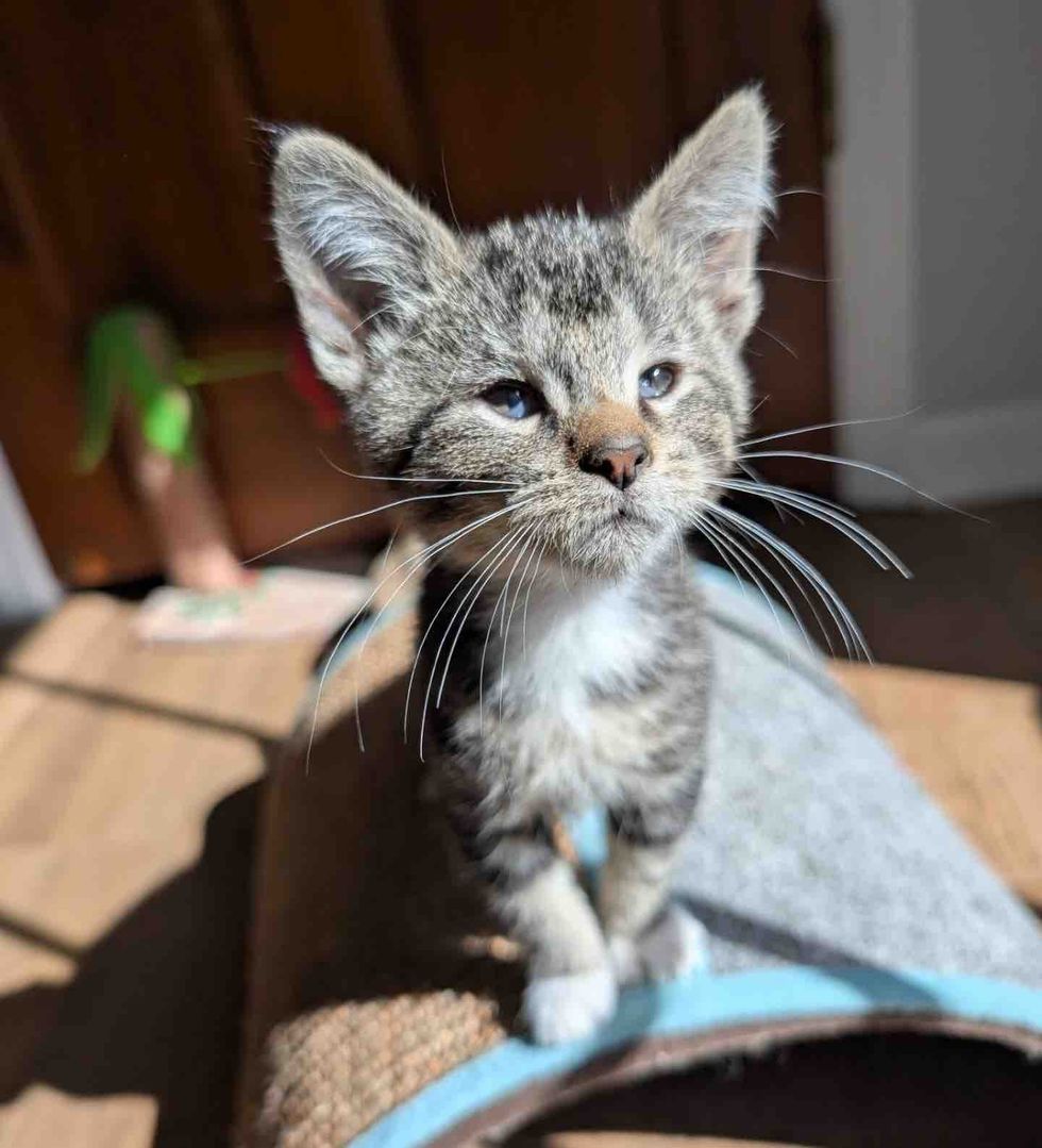 tabby kitten sunshine
