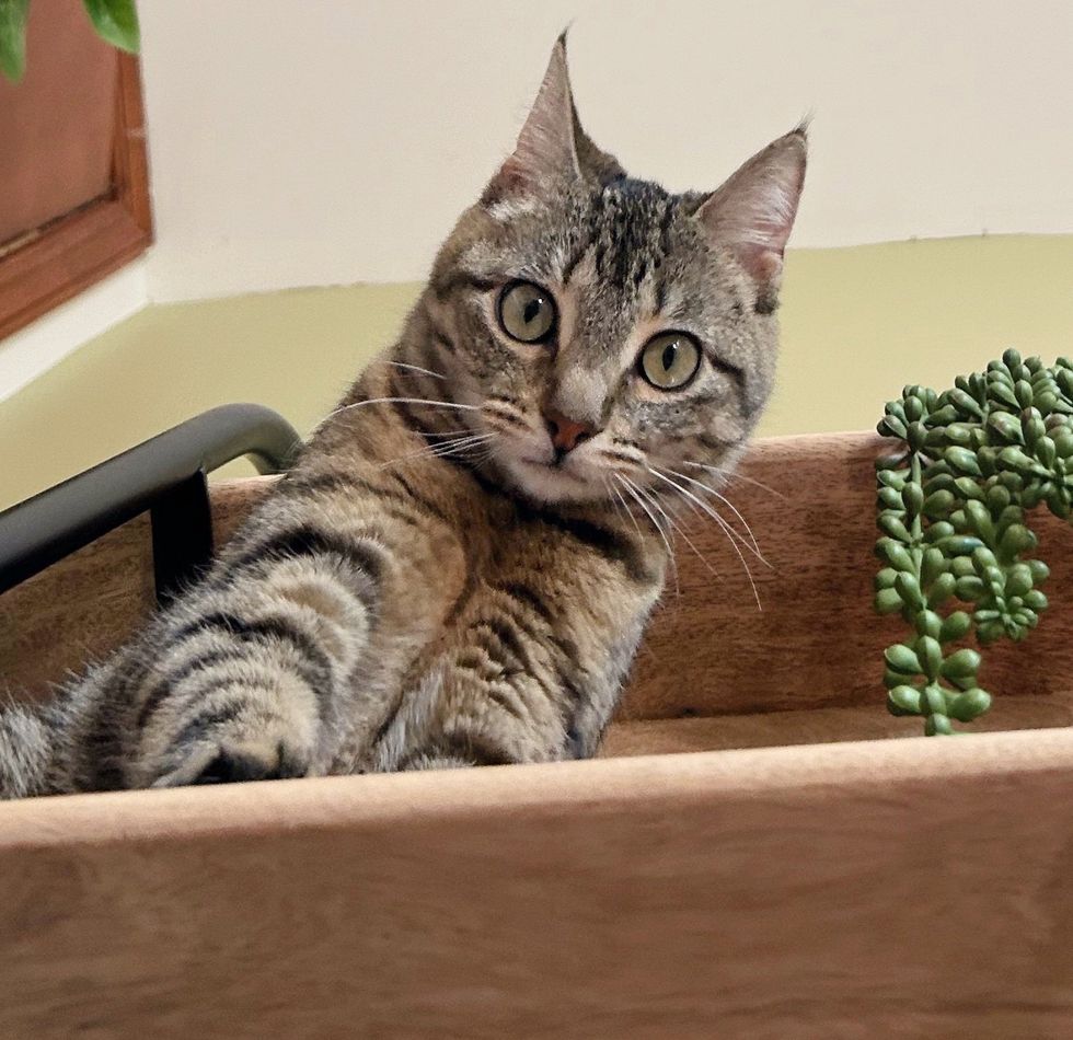 tabby kitten surveying
