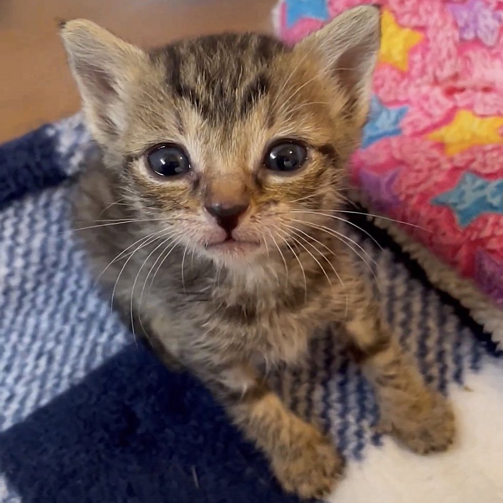tabby kitten sweet