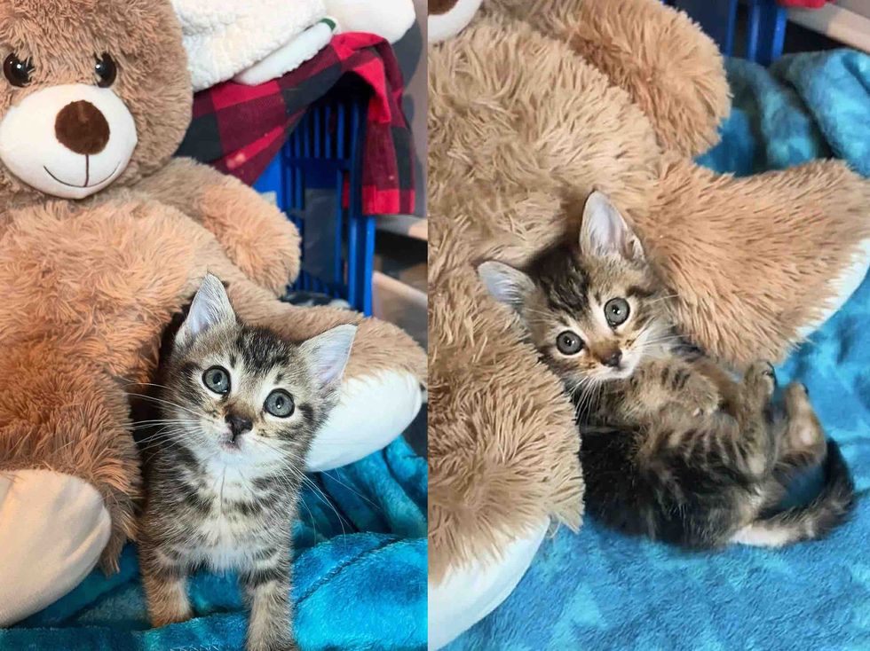 tabby kitten teddy bear