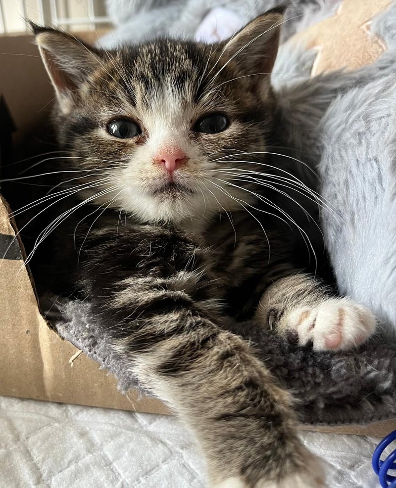 tabby kitten tiny box