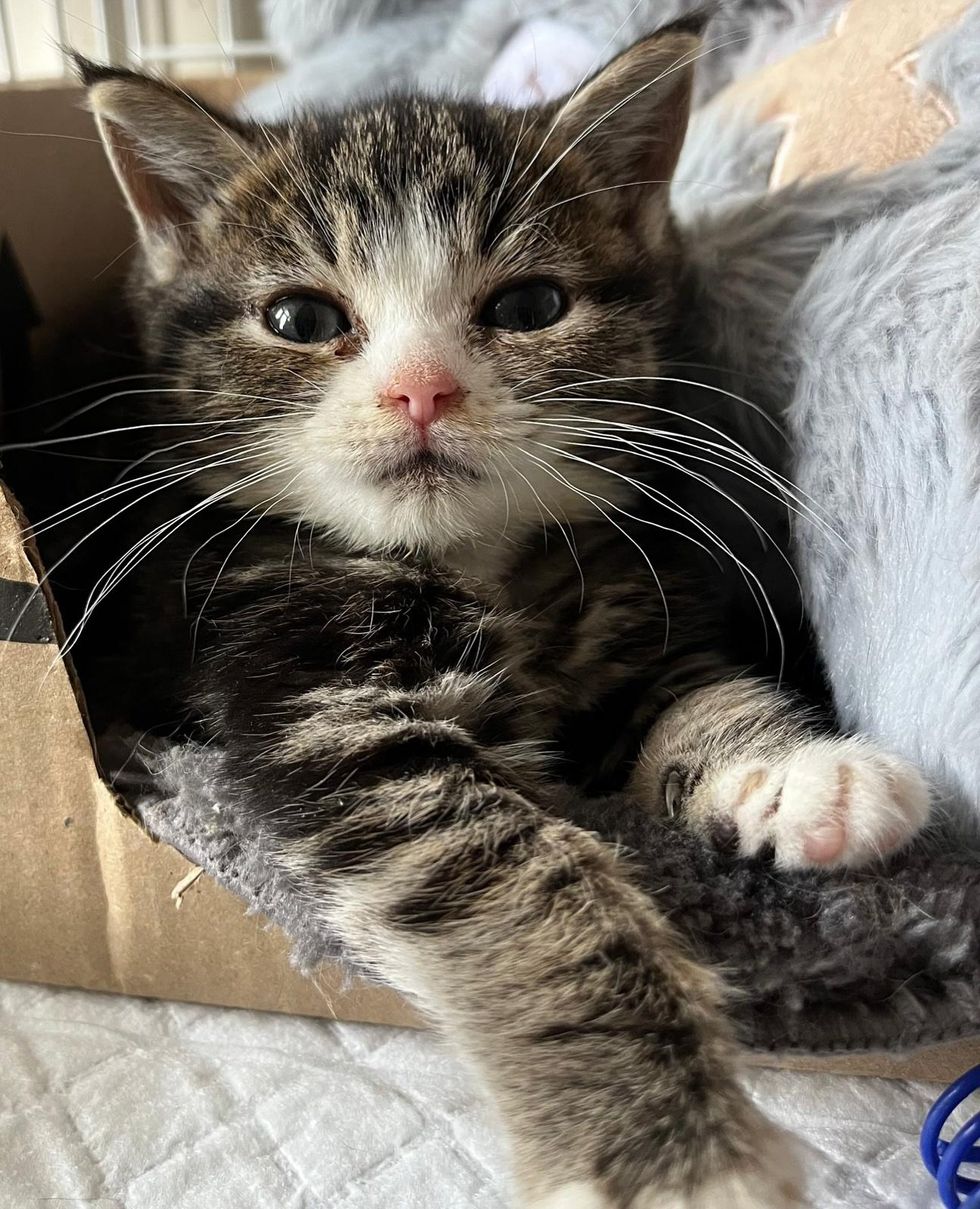tabby kitten tiny box