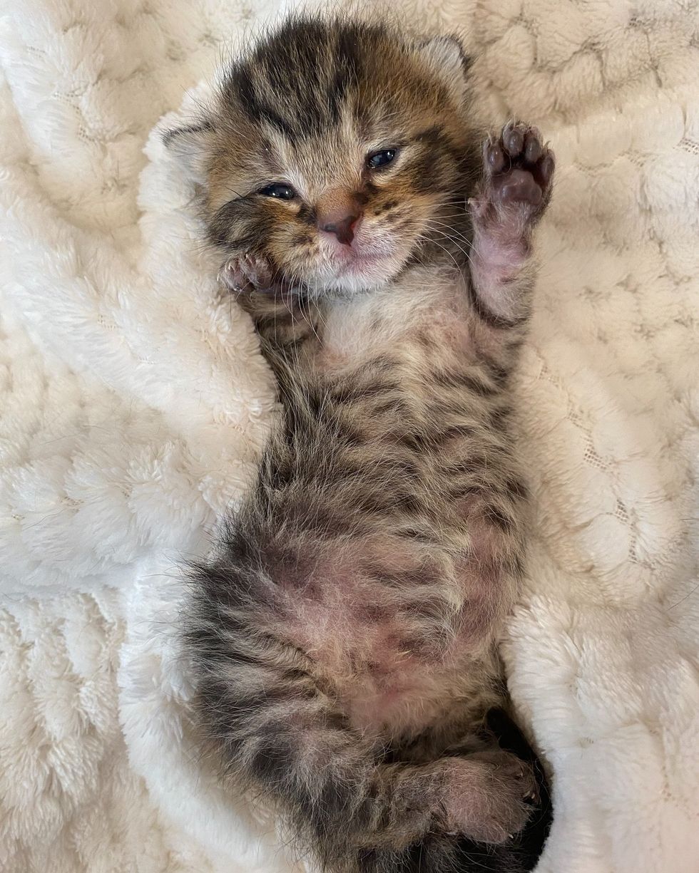 tabby kitten tiny paws