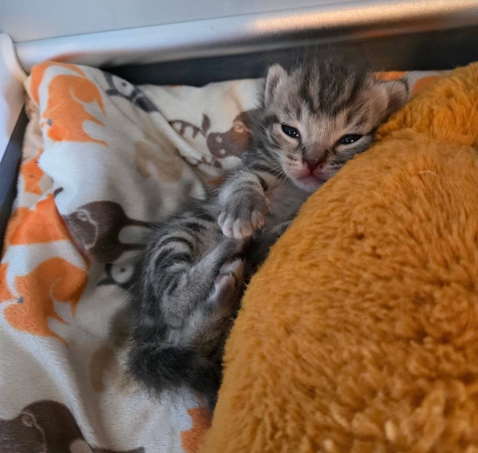 tabby kitten tiny