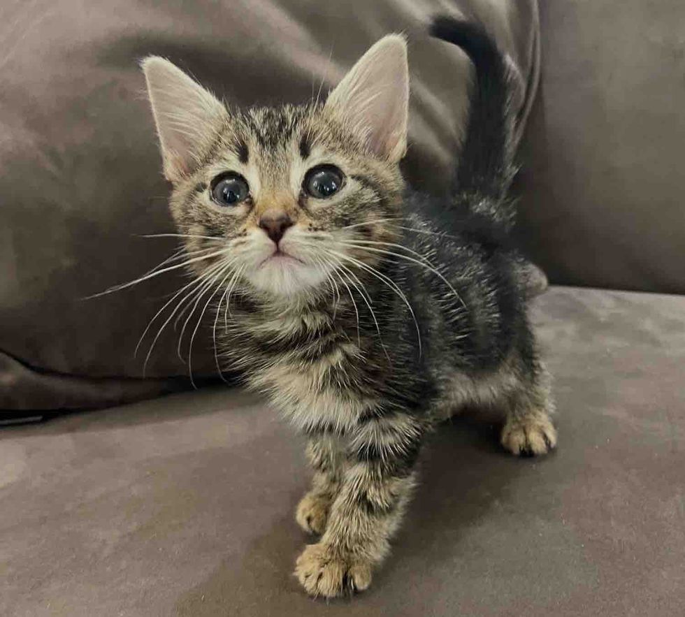 tabby kitten tiny