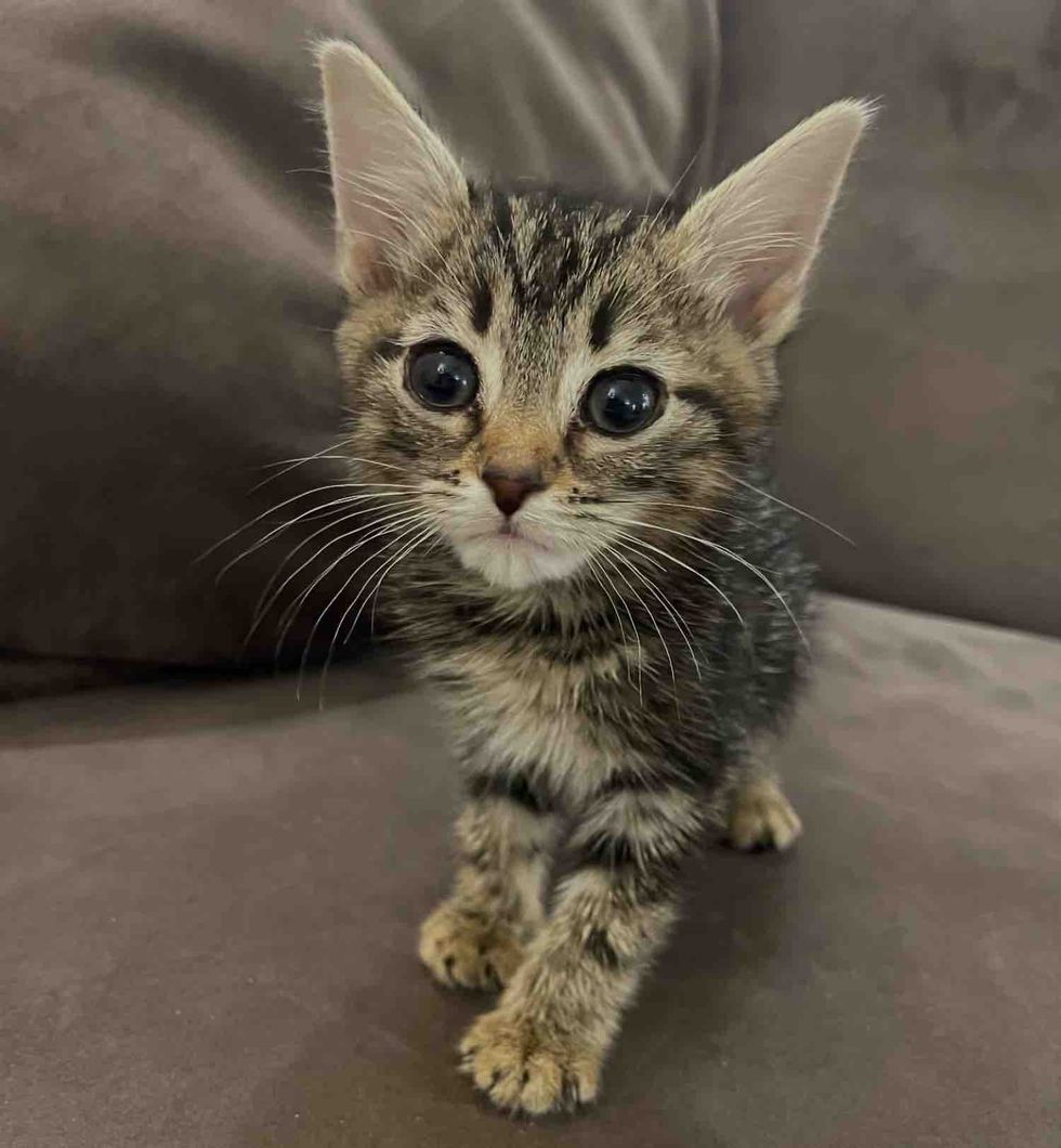 tabby kitten tiny