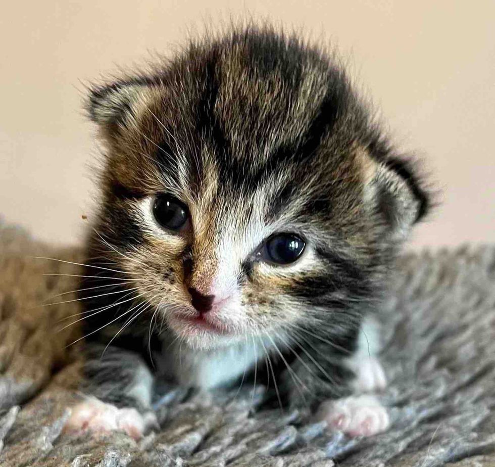 They Take in a Cat Found Near the Woods Just in Time, So Her Kittens Won’t Be Out in the Cold