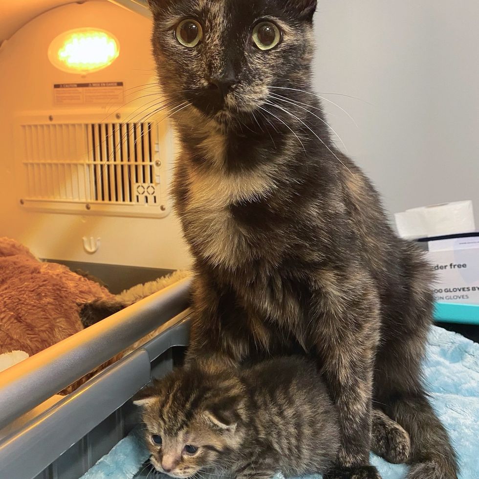 tabby kitten tortie cat