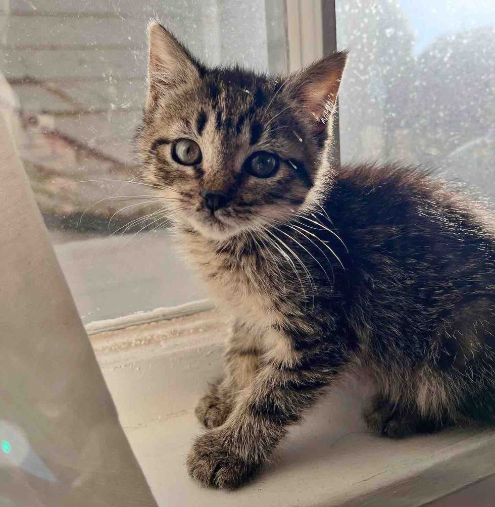tabby kitten window