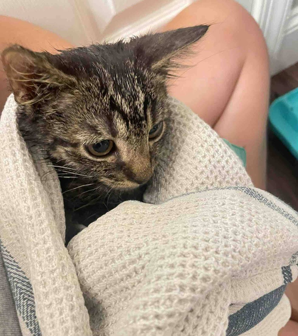 tabby kitten wrapped towel