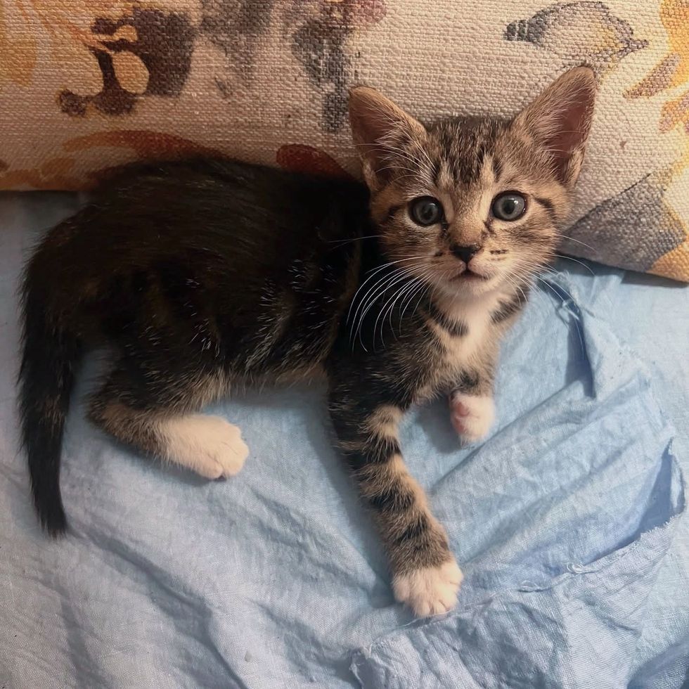 tabby kitten