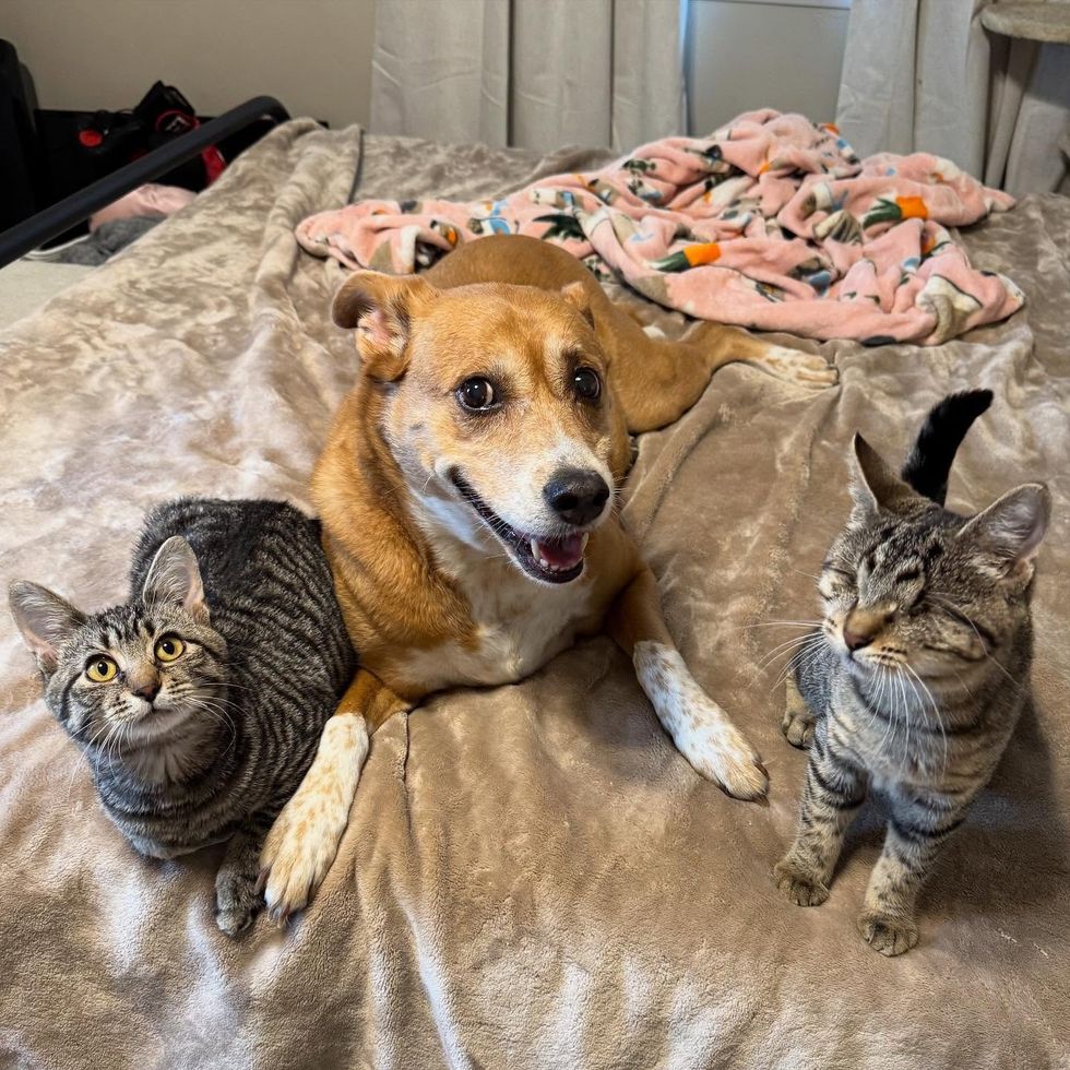 Blind Kitten Tries to Smash into Every other Hepper's Pen, Decided to Be His Absolute best Pal 7 tabby kittens blind cat dog
