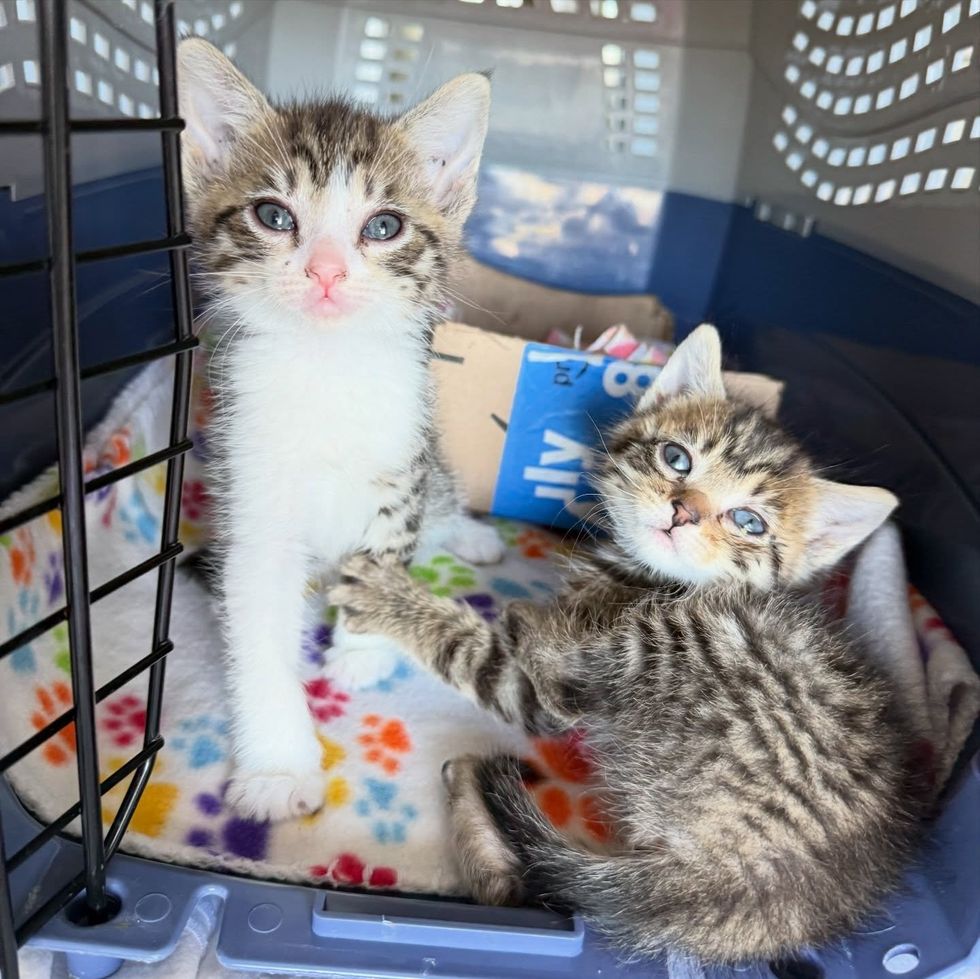 tabby kittens brothers carrier