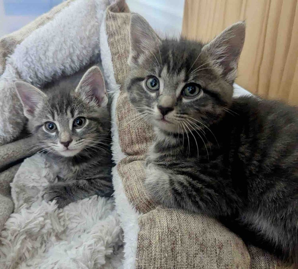 tabby kittens brothers