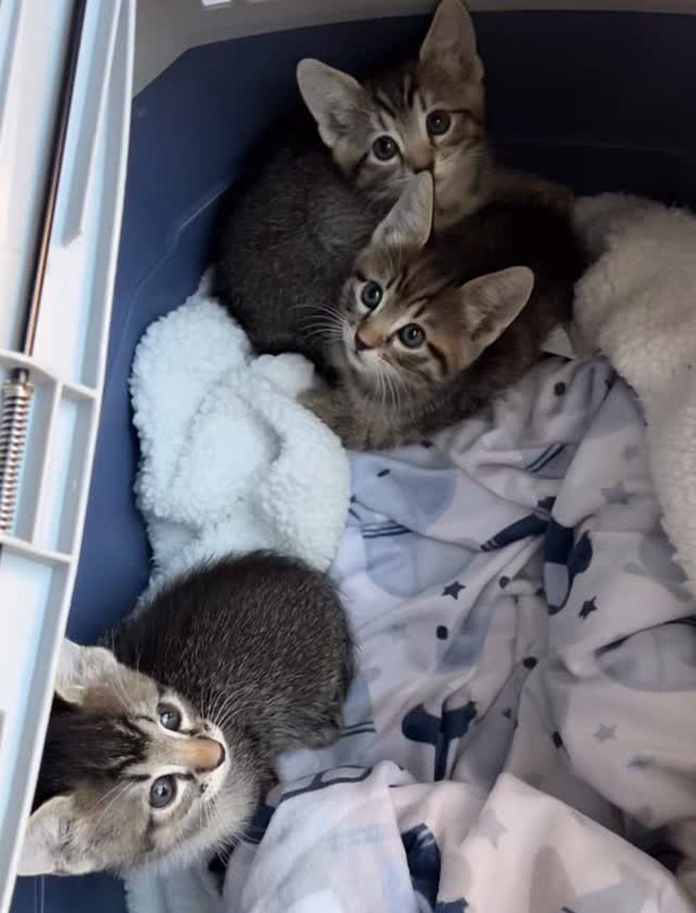 tabby kittens carrier shy