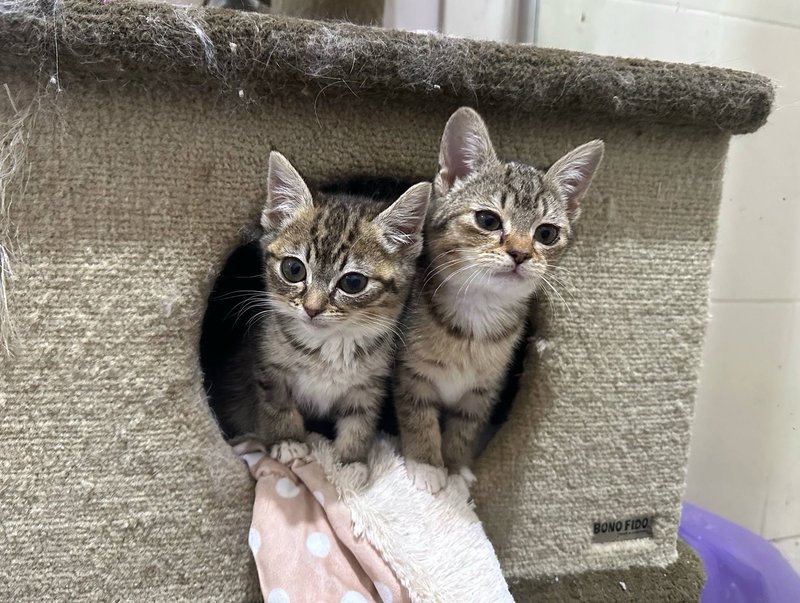 tabby kittens cat tree
