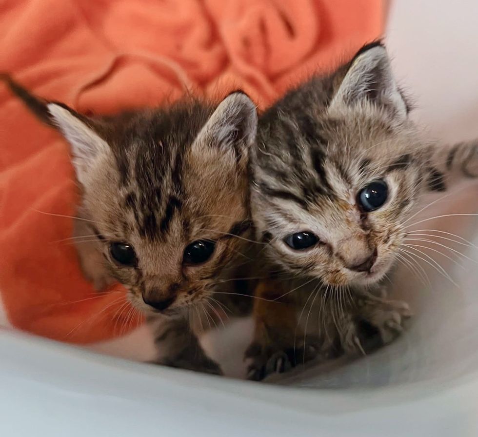 tabby kittens climbing
