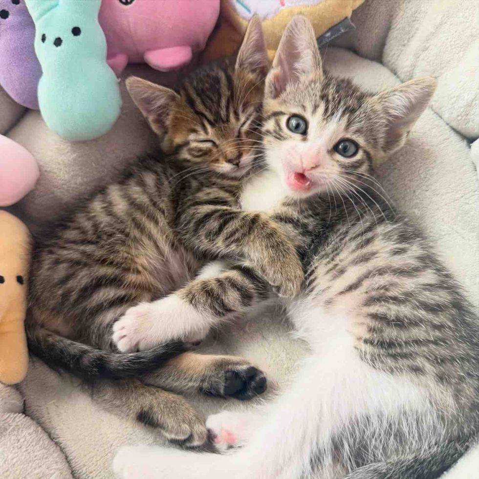They Take in 2 Kittens in Need, From the Very Beginning, the Cat Brothers Clearly Belong Together