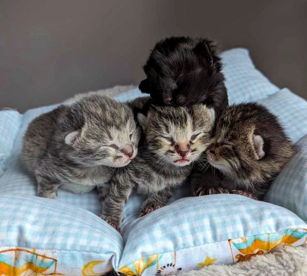 tabby kittens eyes closed