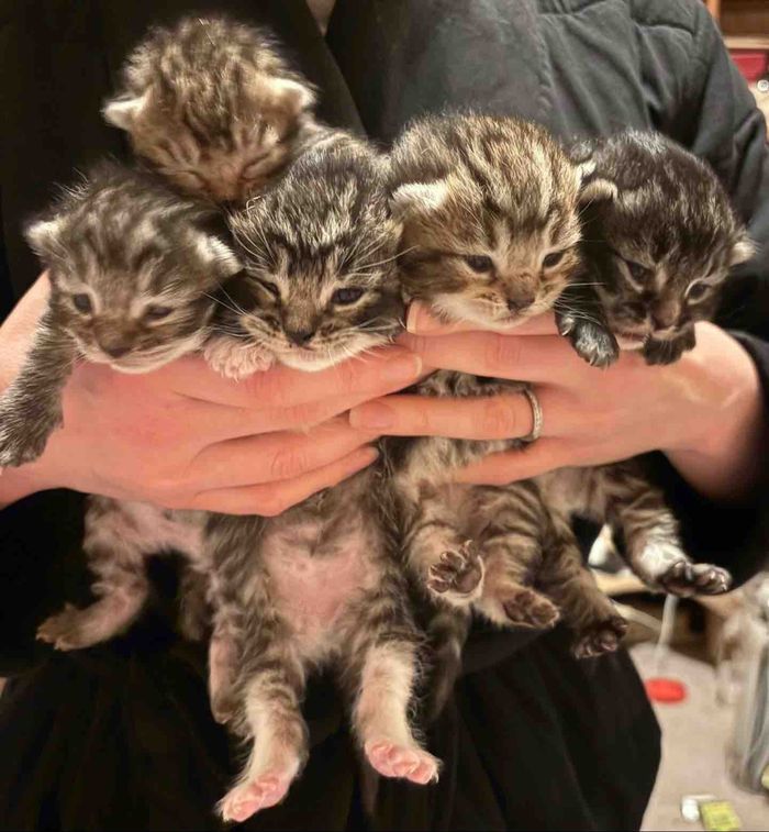 tabby kittens eyes open