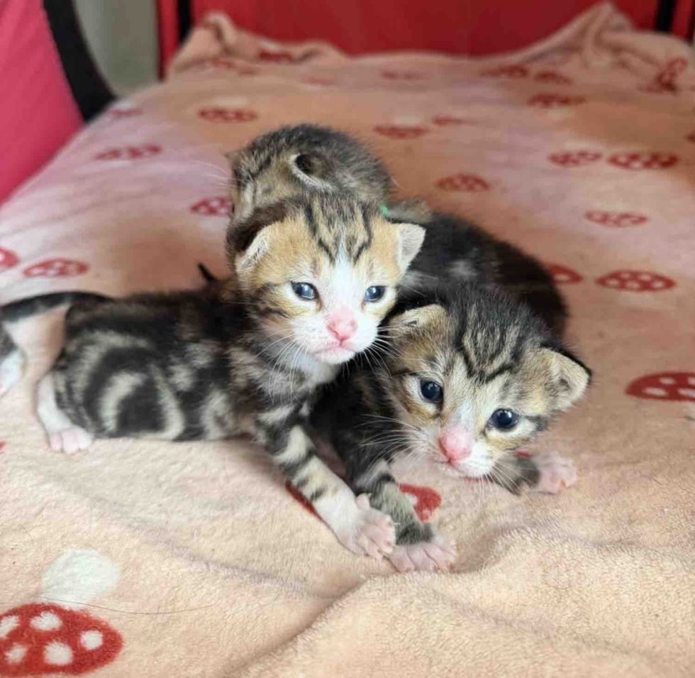 tabby kittens eyes open