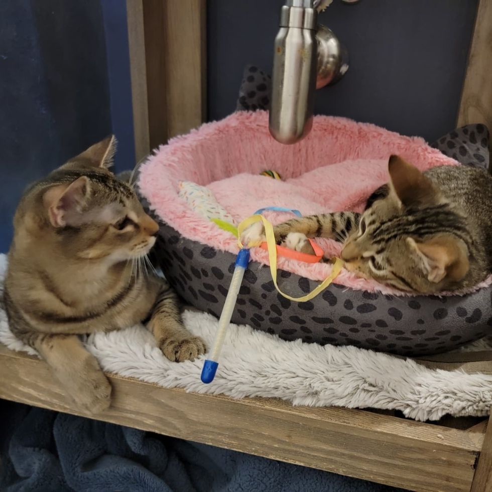 tabby kittens friends