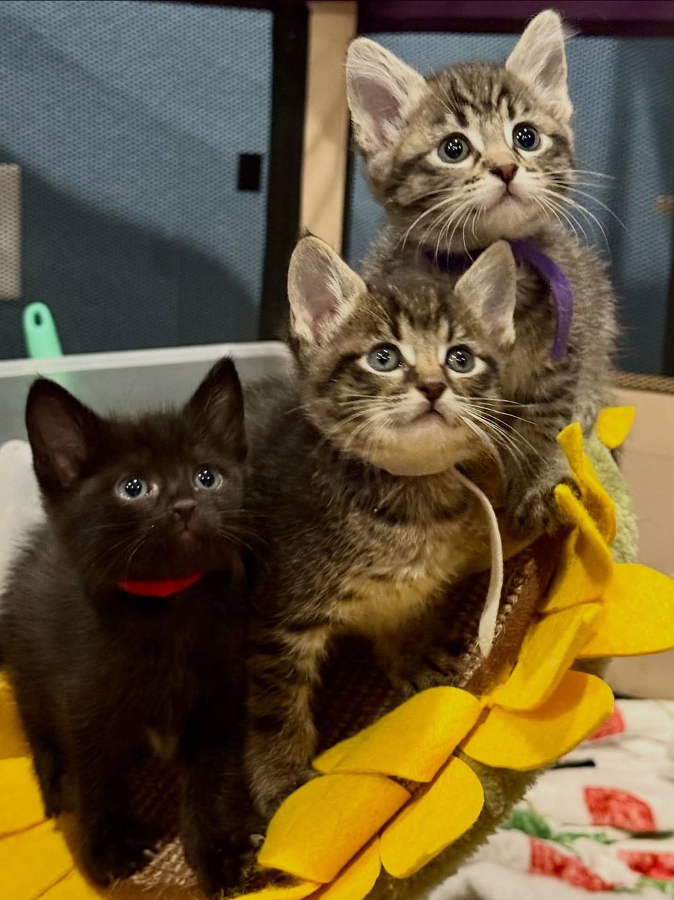 tabby kittens house panther