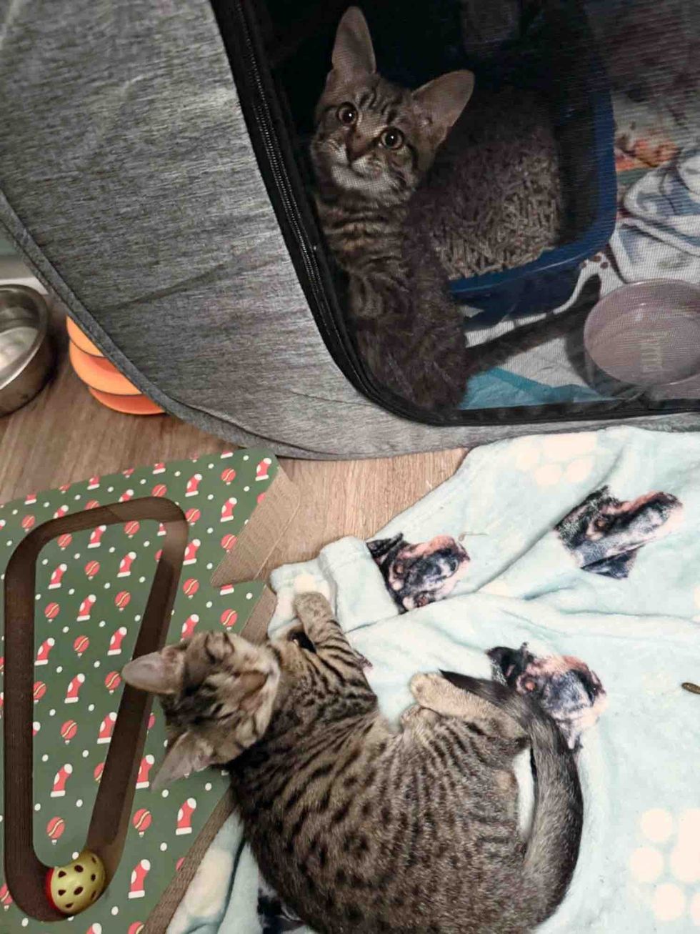 Blind Kitten Tries to Smash into Every other Hepper's Pen, Decided to Be His Absolute best Pal 4 tabby kittens instant friends