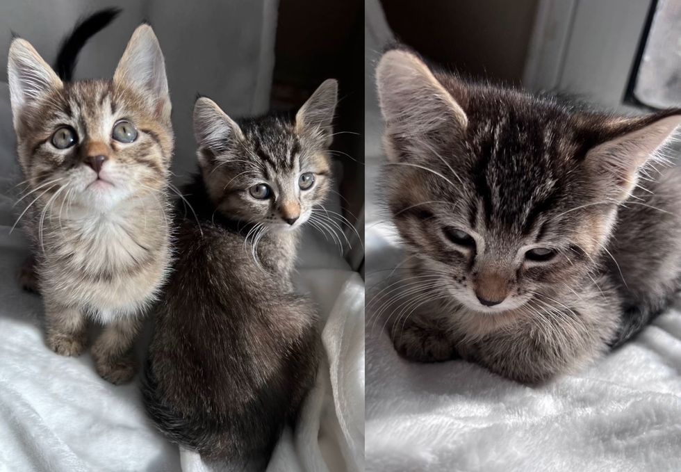 tabby kittens loafing
