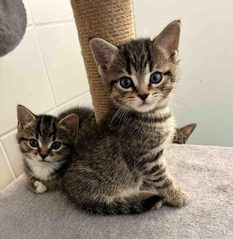 tabby kittens playful