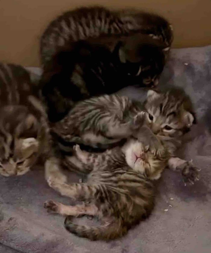 tabby kittens playing