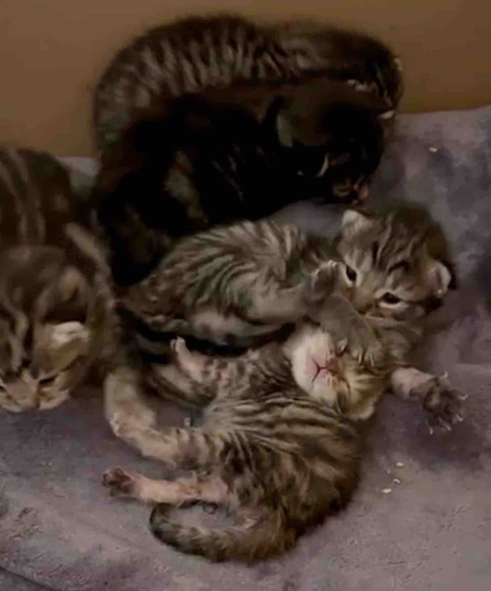 tabby kittens playing