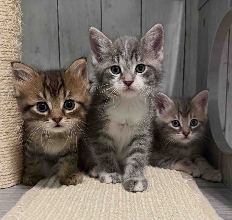 tabby kittens siblings