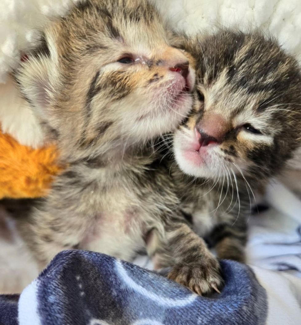 tabby kittens sisters