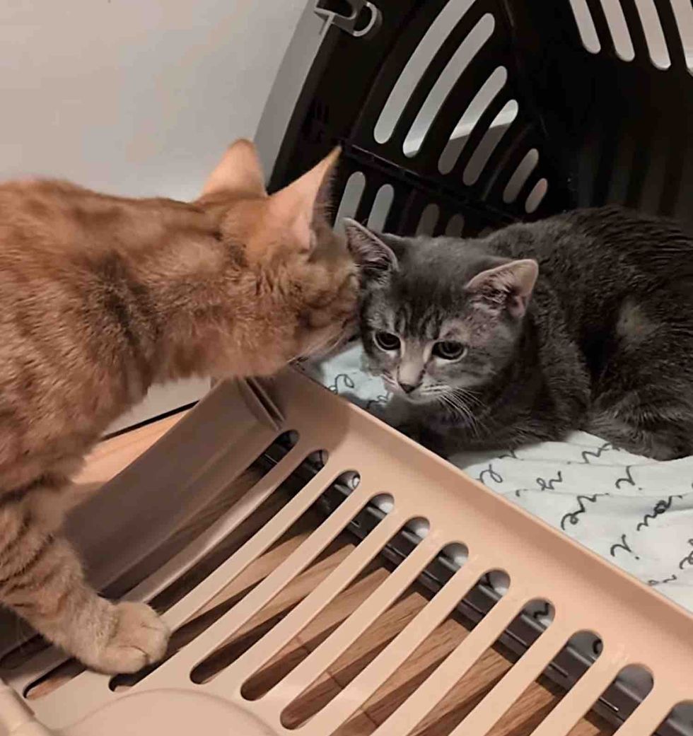 tabby kittens sniffs