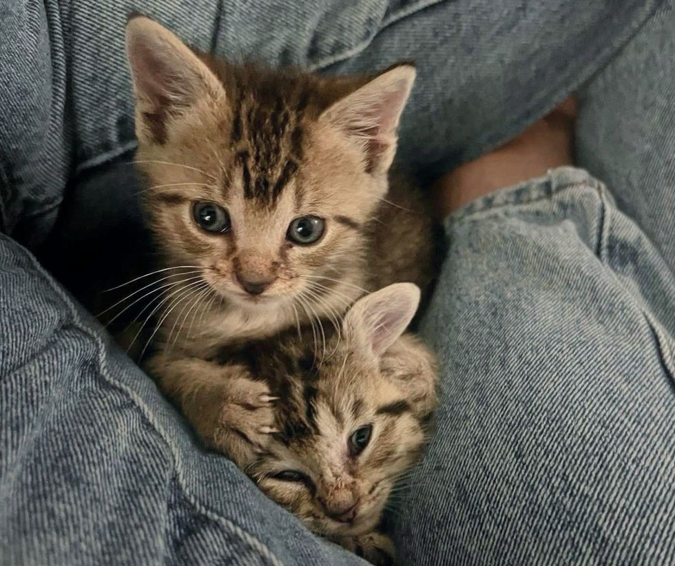 tabby kittens snuggle lap cats