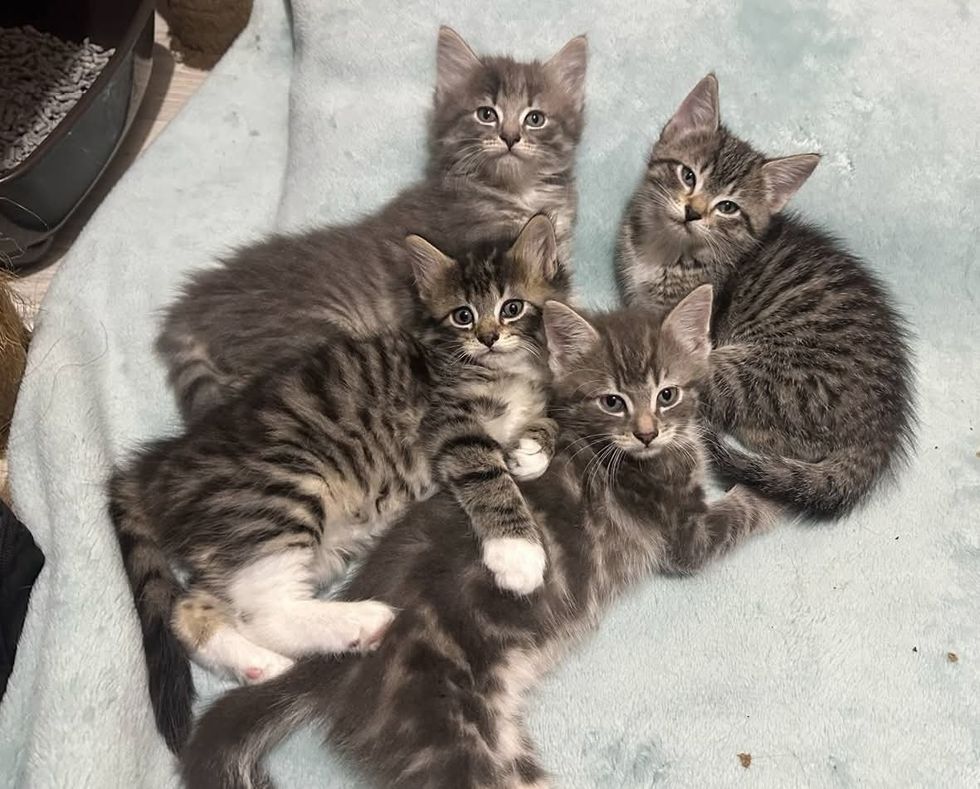 tabby kittens snuggle pile