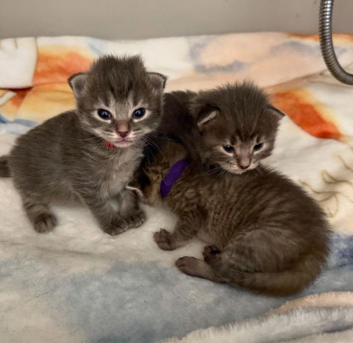 tabby kittens snuggles