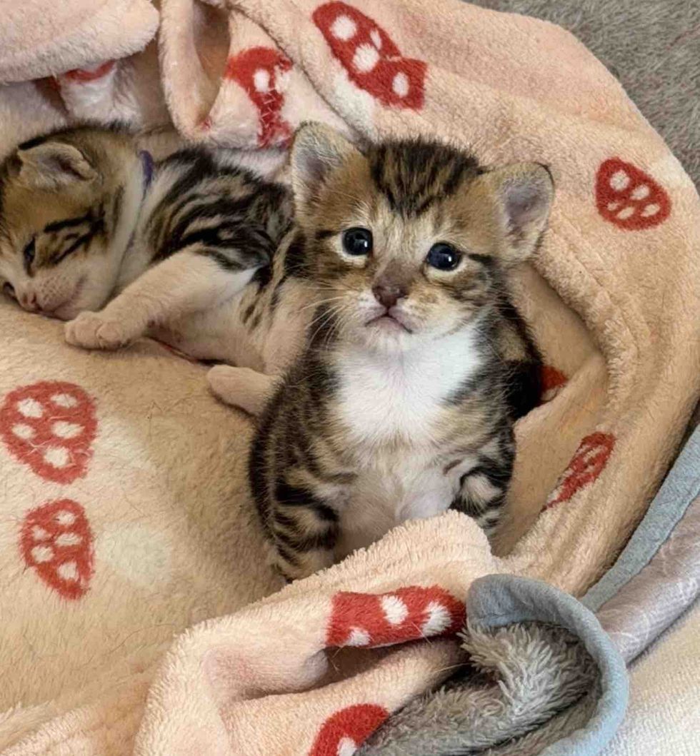 tabby kittens tiny
