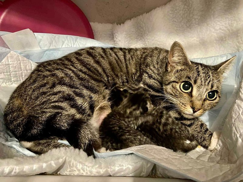 tabby mother cat kittens