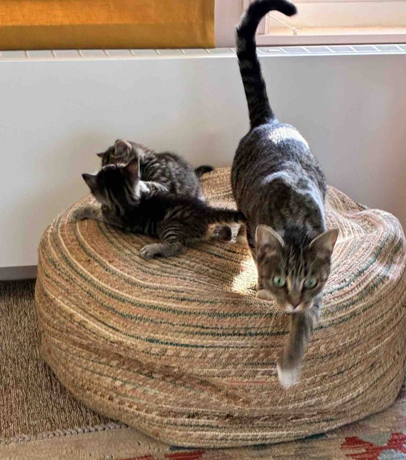 tabby mother cat kittens