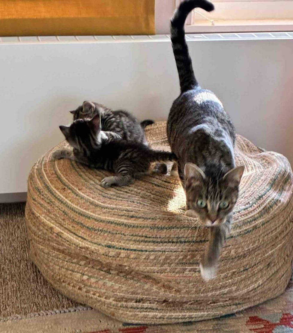 tabby mother cat kittens