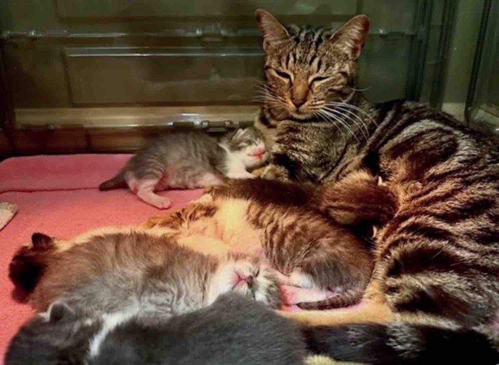 tabby mother cat, newborn kittens