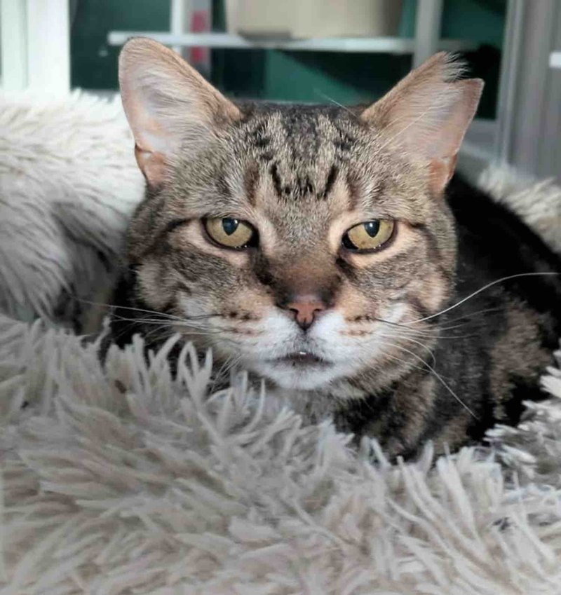 tabby older cat fluffy bed