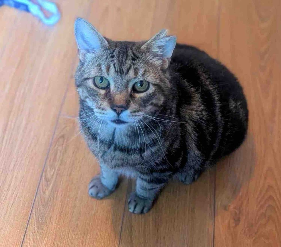 tabby older cat